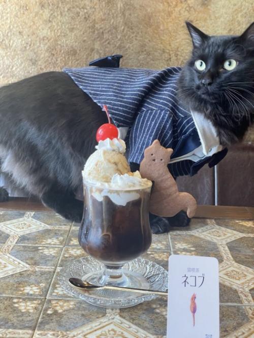 喫茶店のパフェと黒猫