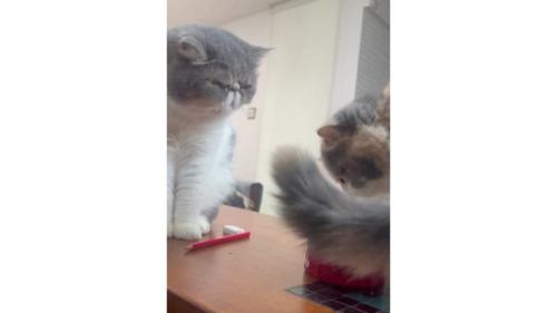 テーブルの上にいる猫