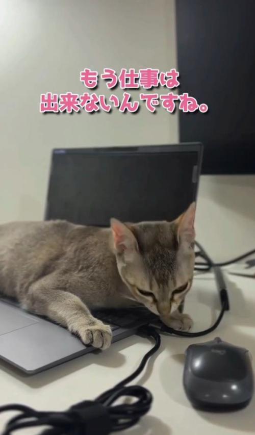 「もう仕事はできないんですね」と書かれた写真
