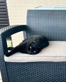 ソファに寝そべる黒猫