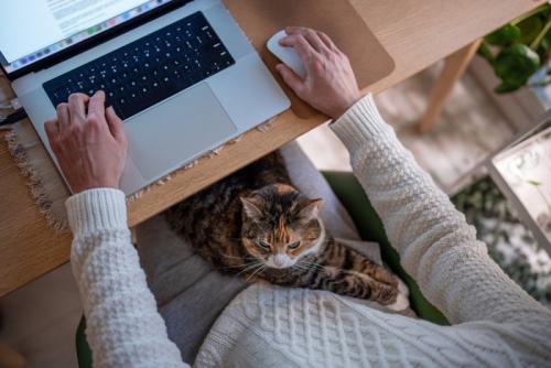 仕事中の飼い主の膝の上で寛ぐ猫