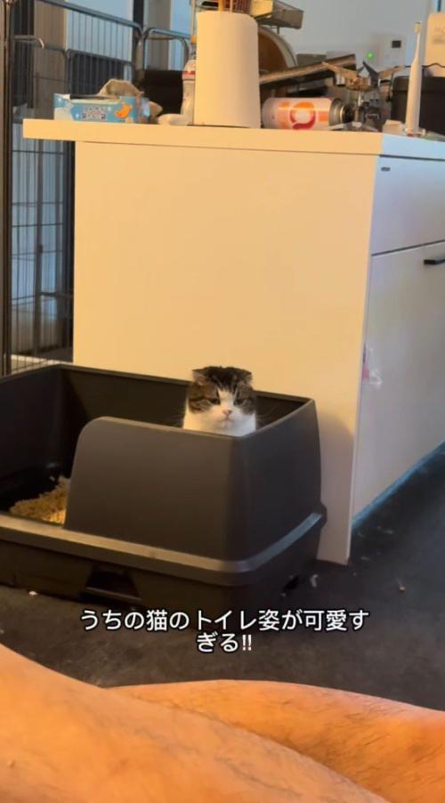 猫用トイレの中に座るスコティッシュフォールド