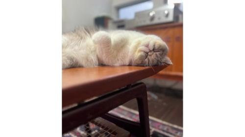 テーブルの上にいる猫