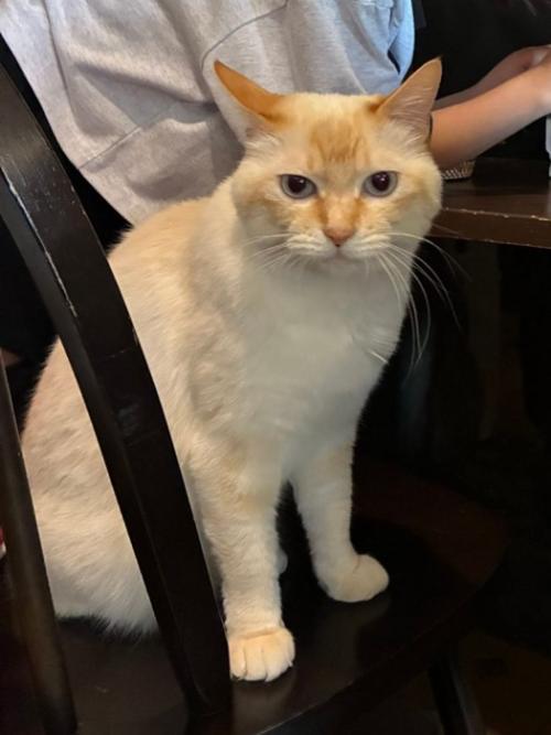 喫茶店のカウンター席に座る猫
