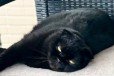 じっと見つめる黒猫