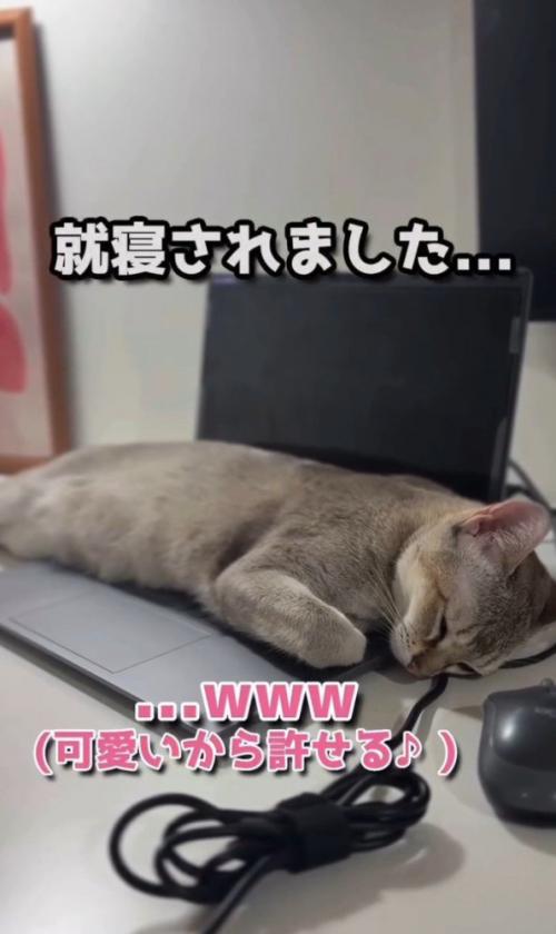 「就寝されました」と書かれた写真
