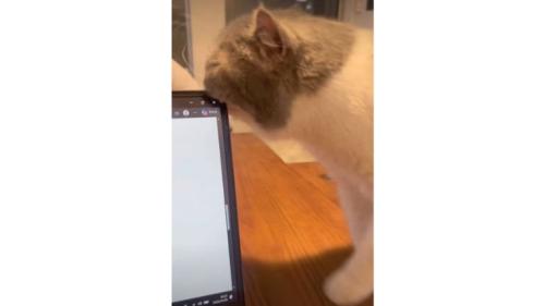 テーブルの上にいる猫