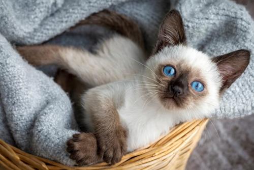 シャム猫