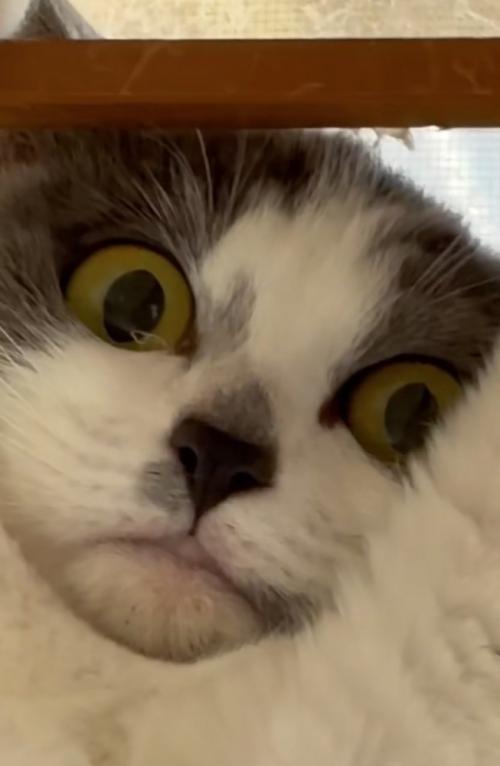 見下ろす猫2