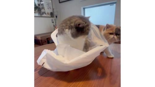テーブルの上にいる猫