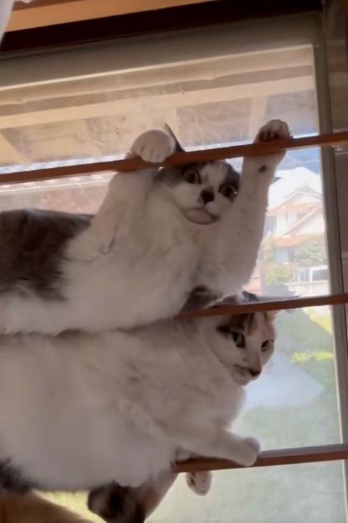 2匹で重なり合う猫たち2