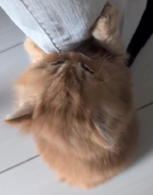 もふもふな猫
