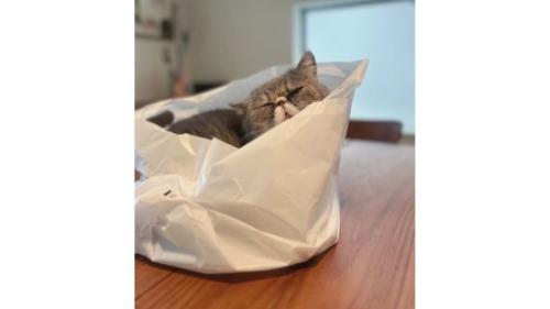 テーブルの上にいる猫