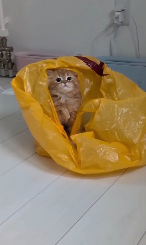 袋に入る猫