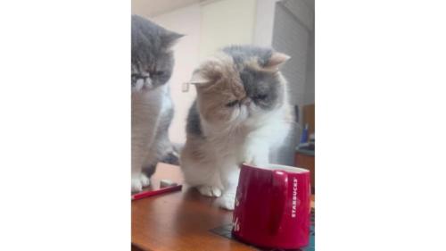 テーブルの上にいる猫