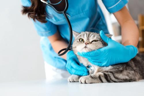 診察を受ける猫