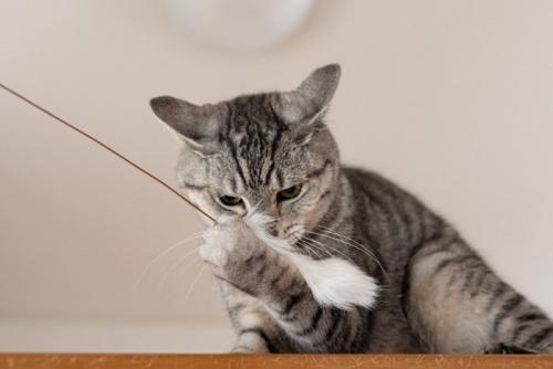 じゃらしで遊ぶ猫