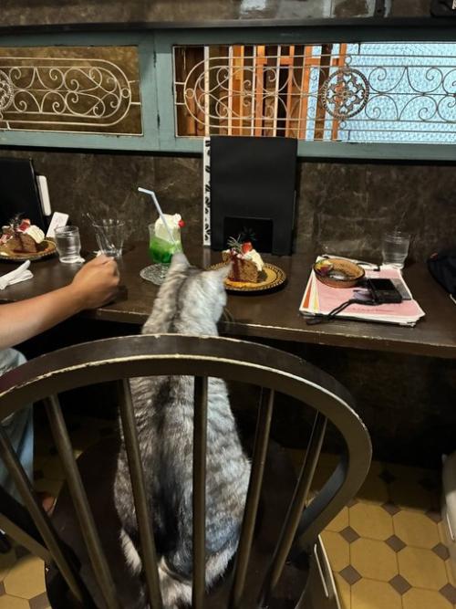 喫茶店のカウンター席に座る猫の後姿
