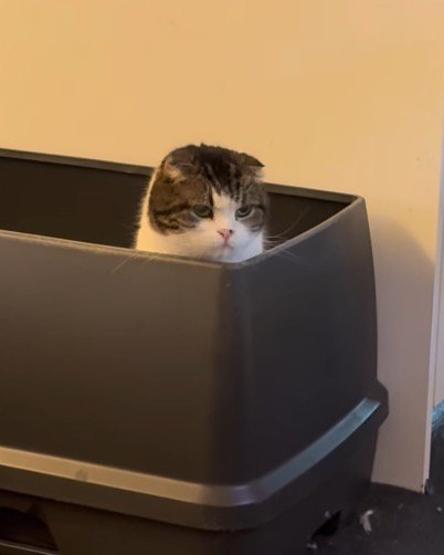 トイレの中から家族の方を見つめるスコティッシュフォールド