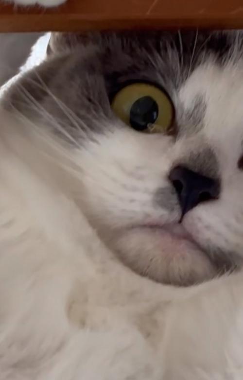 見下ろす猫
