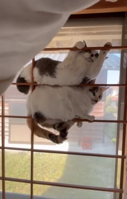 2匹で重なり合う猫たち