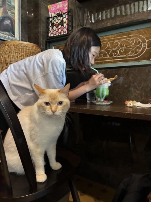 喫茶店のカウンター席に座る猫と立ったままドリンクを飲むお客さん