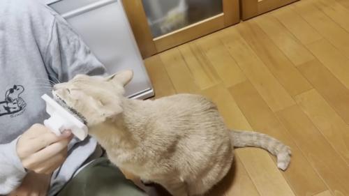 左頬のブラッシングを受ける猫