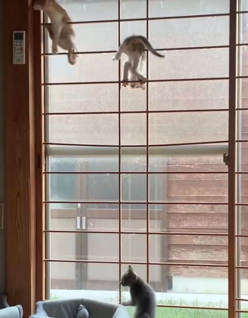 障子の枠に登る子猫たち