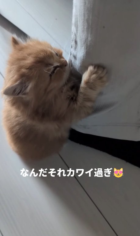 足を掴む猫