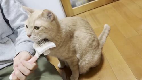 あごの下のブラッシングを受ける猫