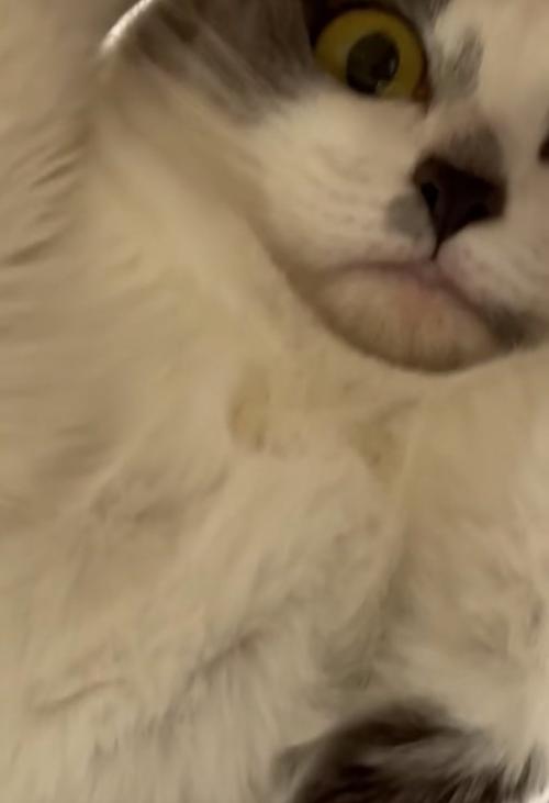もう1匹の猫