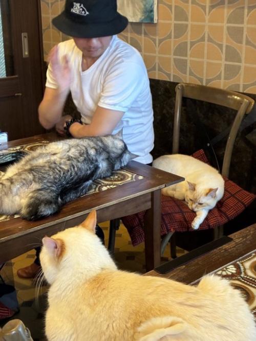 猫のいる喫茶店で3匹の猫に囲まれる客