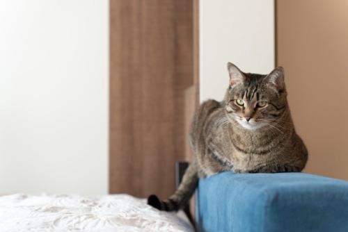 ソファのアームに座る猫