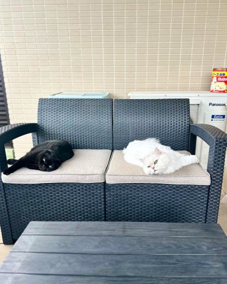 ソファの両端に寝そべる猫たち