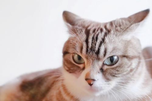 耳を倒して不機嫌そうな猫のアップ