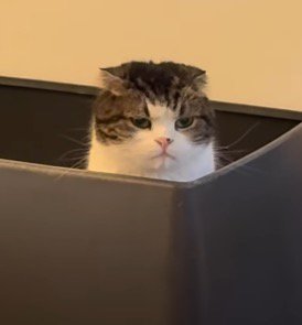 トイレから遠くを見つめるスコティッシュフォールド