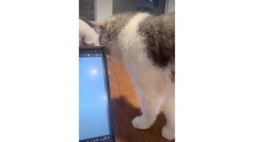 テーブルの上にいる猫