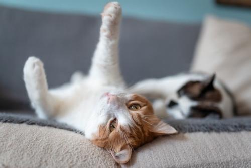 手を伸ばす猫
