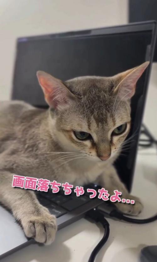 「画面落ちちゃったよ」と書かれた写真