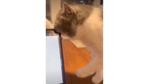 テーブルの上にいる猫