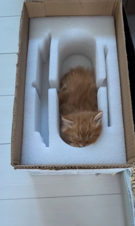 箱の中で眠る猫