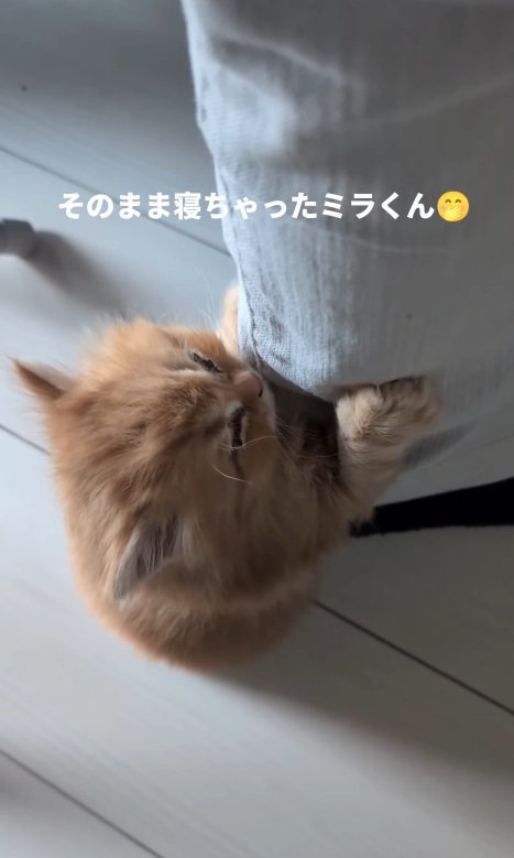 立ったまま眠る猫