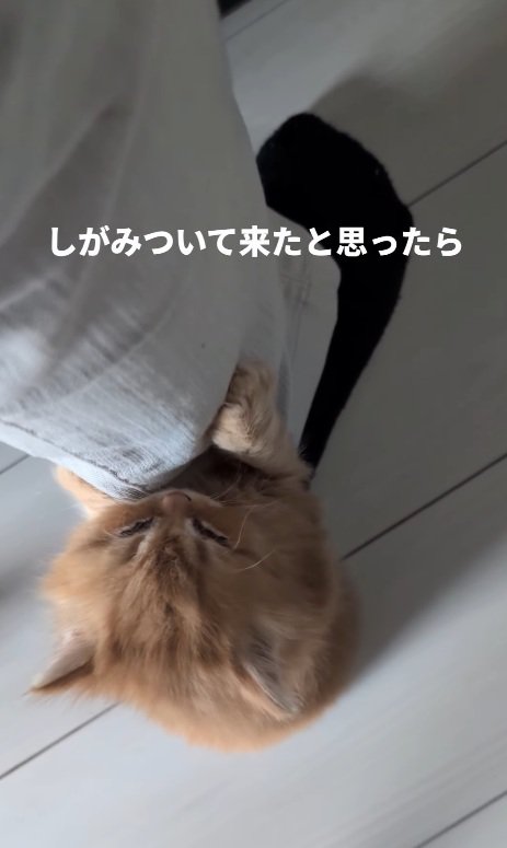 立つ猫