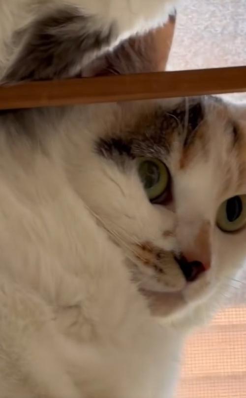苦しそうな猫