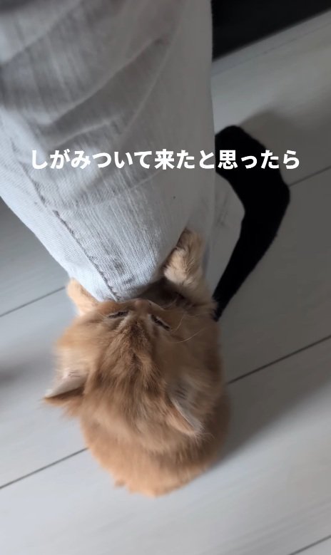 掴まる猫