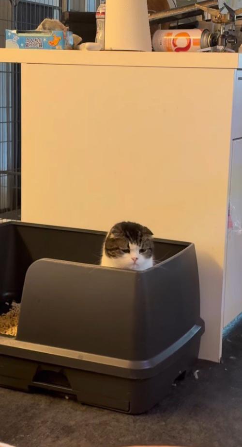 視線を下に下げるスコティッシュフォールド