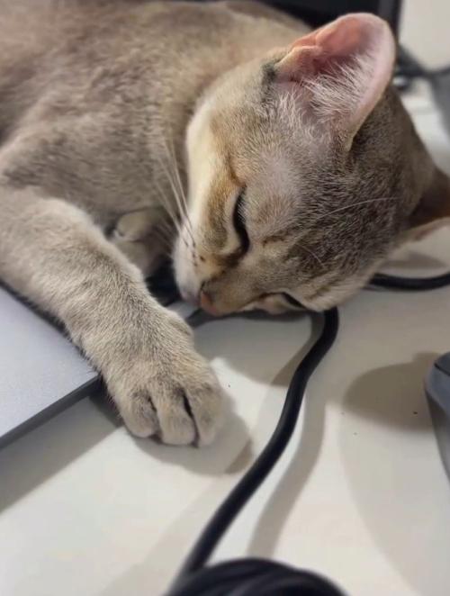 パソコンの上で寝る猫