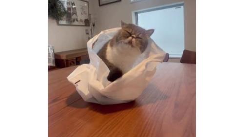 室内にいる猫
