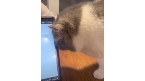 テーブルの上にいる猫