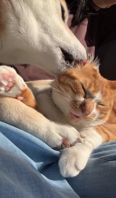 目を閉じている猫の耳を舐めている柴犬